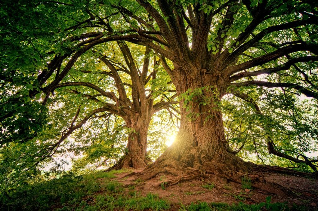Revisiting Inheritance Tax 5 Inheritance