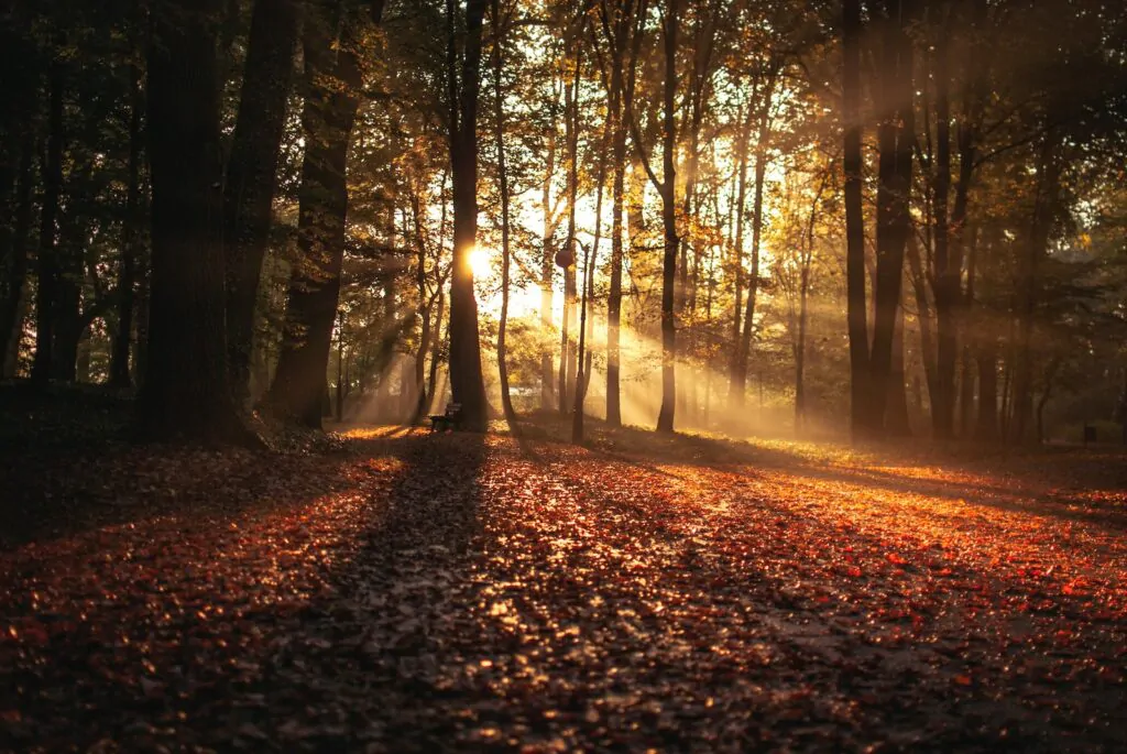 The Autumn Statement give and take 10 forest against sunlight at daytime
